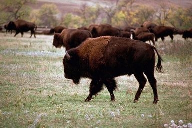 Bison Herd