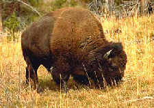 Buffalo