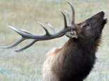 Elk
