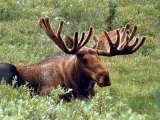 Moose