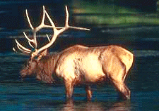 Bull Elk