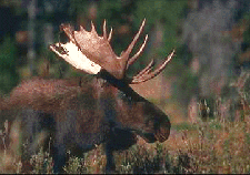 Bull Moose