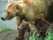 Bear with cubs