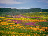 Wildflowers